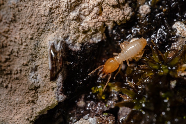 Eliminate Pet Termites with Our Proven Treatment Solution