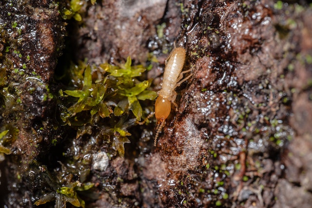 Eliminate Flying Termites in Arizona with Our Treatment Solution