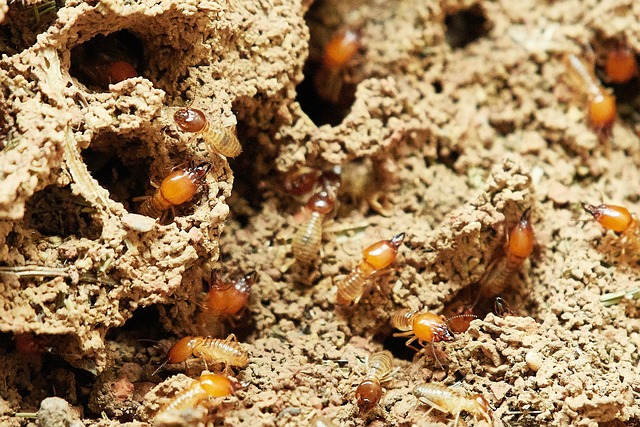 Can You Live in a House with Termites? Get Treatment Now!