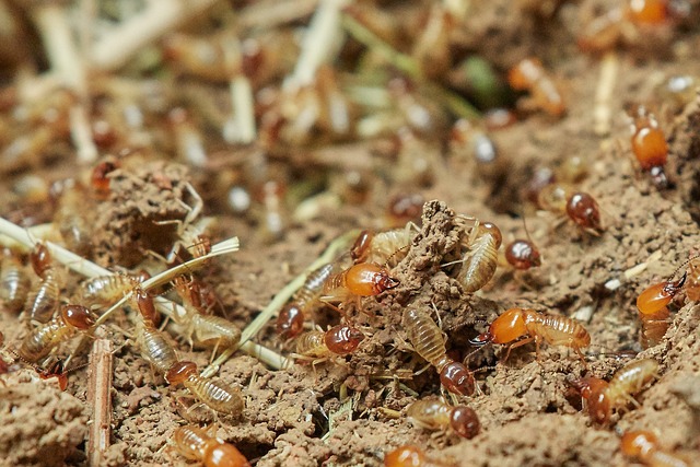Learn How to Draw a Termite with Our Treatment Solution